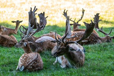 Wildpark-Poing-1040108