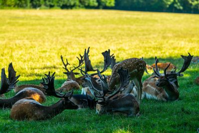 Wildpark-Poing-1040116