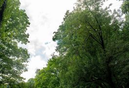 inngau trachtler (29)