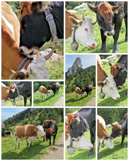 kl-200828_215409_COLLAGE-1