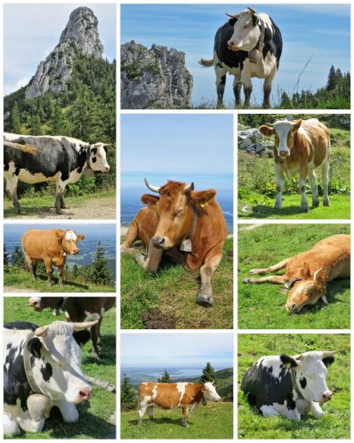 kl-200828_215753_COLLAGE-1