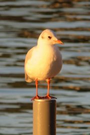 kl-20200825064356_IMG_2504~2