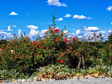 kl-IMG_20200819_125636~2