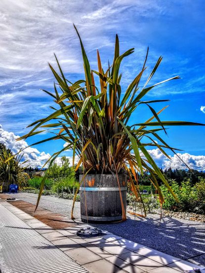 kl-IMG_20200819_125728~3