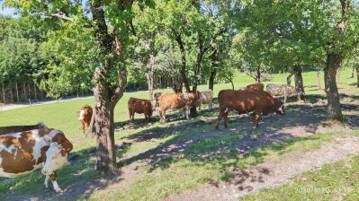 kl-IMG_20200820_131624