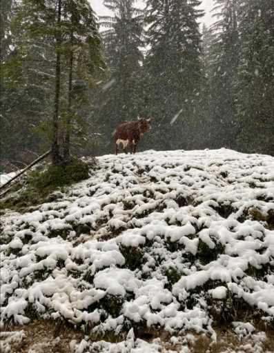 077a3c54-4749-4ad7-af56-dd2bdb07e8fa