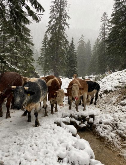 2240fcdf-b3c3-4718-aeb4-5be196d80d06