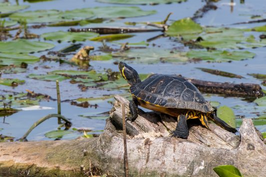 AktNatBeo-200827_b-ta-01_HB_Gelbwangenschildkroete_27-08-20