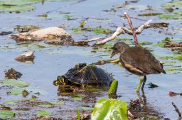 AktNatBeo-200827_b-ta-04_HB_Teichhuhn_und_Schildkroete_27-08-20