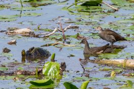 AktNatBeo-200827_b-ta-05_HB_Teichhuhn_und_Schildkroete_27-08-20