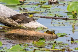 AktNatBeo-200827_b-ta-06_HB_Teichhuhn_und_Schildkroete_27-08-20