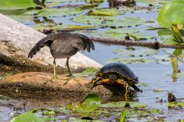 AktNatBeo-200827_b-ta-08_HB_Teichhuhn_und_Schildkroete_27-08-20