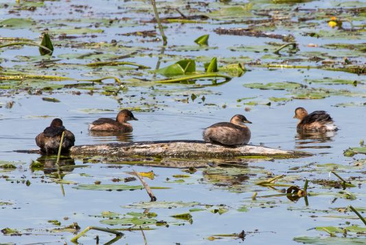 AktNatBeo-200827_b-ta-09_HB_Zwergtaucher_27-08-20