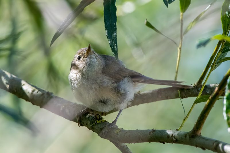AktNatBeo-200827_b-ta-10_HB_Fitis_27-08-20