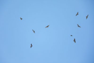 AktNatBeo-200903-ah-01-Wespenbussarde IW