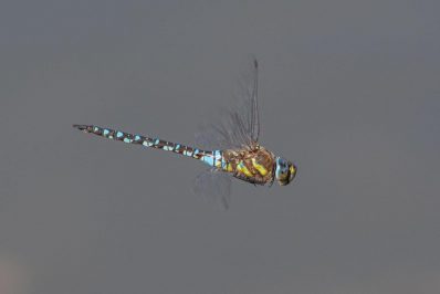 AktNatBeo-200903-ah-02-Herbstmosaikjungfer IW