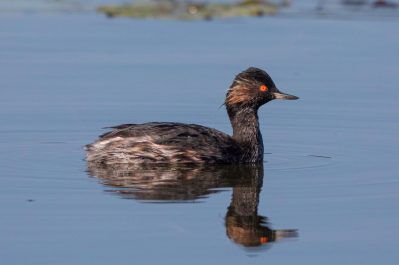 AktNatBeo-200903-ah-03-Schwarzhalstaucher IW