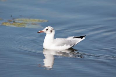 AktNatBeo-200903-ah-04-Lachmoewe IW