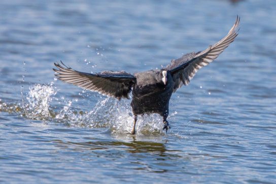 AktNatBeo-200903-ah-05-Blesshuhn IW