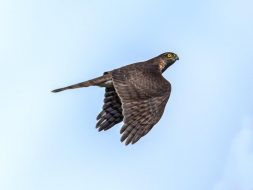 AktNatBeo-200903-ah-06-Sperber HB