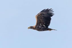 AktNatBeo-200905-ah-07-Seeadler HB (1)