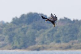 AktNatBeo-200905-ah-08-Seeadler HB (2)