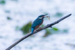 AktNatBeo-200905-ah-11-Eisvogel HB (1)
