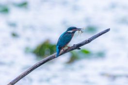 AktNatBeo-200905-ah-12-Eisvogel HB (2)