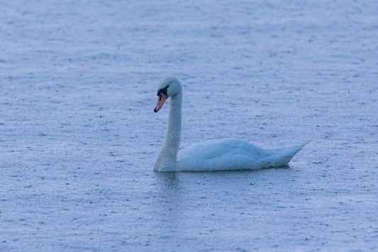 AktNatBeo-200905-ah-13-Hoeckerschwan HB