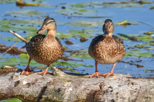 AktNatBeo-200905-sj-01_Stockenten