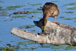 AktNatBeo-200905-sj-02_Stockente_1