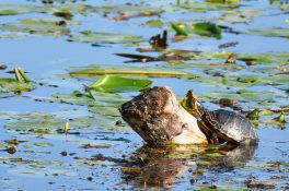 AktNatBeo-200905-sj-03_Schildkrote