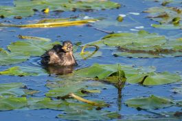 AktNatBeo-200905-sj-04_Zwergtaucher