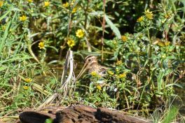 AktNatBeo-200905-sj-05_Bekassine