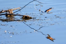 AktNatBeo-200905-sj-06_Eisvogel_1