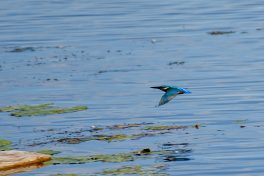 AktNatBeo-200905-sj-07_Eisvogel_2