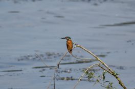 AktNatBeo-200905-sj-08_Eisvogel_3