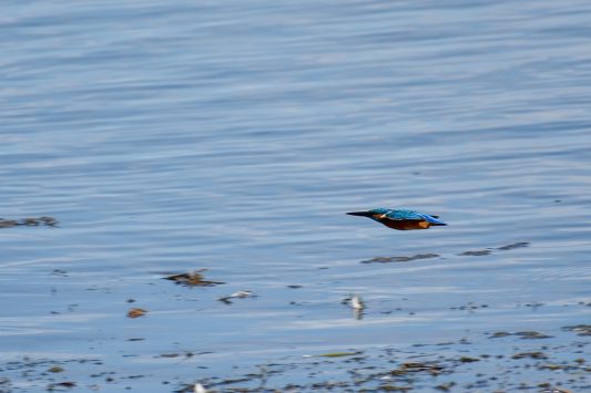 AktNatBeo-200905-sj-09_Eisvogel_3