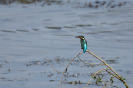 AktNatBeo-200905-sj-10_Eisvogel_4