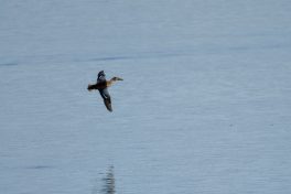 AktNatBeo-200905-sj-11_Loffelente