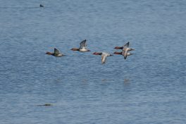 AktNatBeo-200905-sj-12_Reiherenten