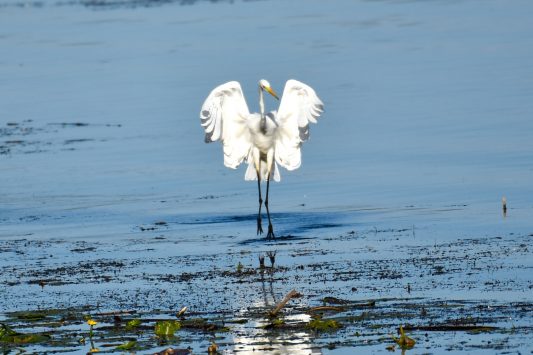 AktNatBeo-200905-sj-13_Silberreiher_1