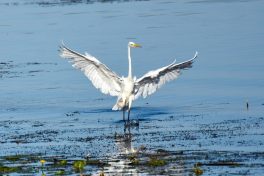 AktNatBeo-200905-sj-14_Silberreiher_2