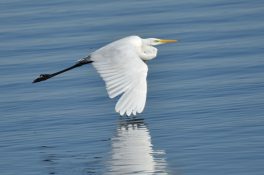 AktNatBeo-200905-sj-15_Silberreiher_3