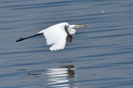 AktNatBeo-200905-sj-16_Silberreiher_4