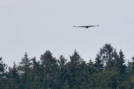 AktNatBeo-200905-sj-17_Seeadler_1