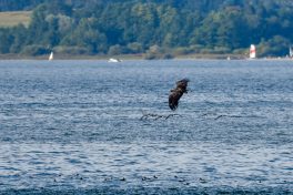 AktNatBeo-200905-sj-19_Seeadler_4