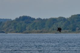 AktNatBeo-200905-sj-20_Seeadler_5