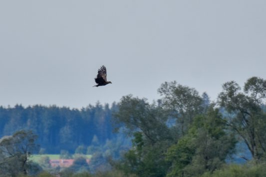 AktNatBeo-200905-sj-21_Seeadler_6