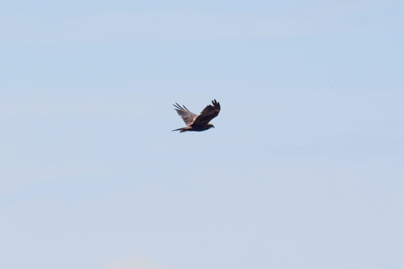 AktNatBeo-200905-sj-22_Schwarzmilan